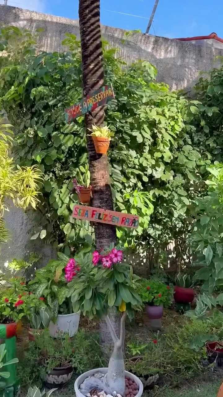 Canto do jardim com vasos, plantas e coqueiros