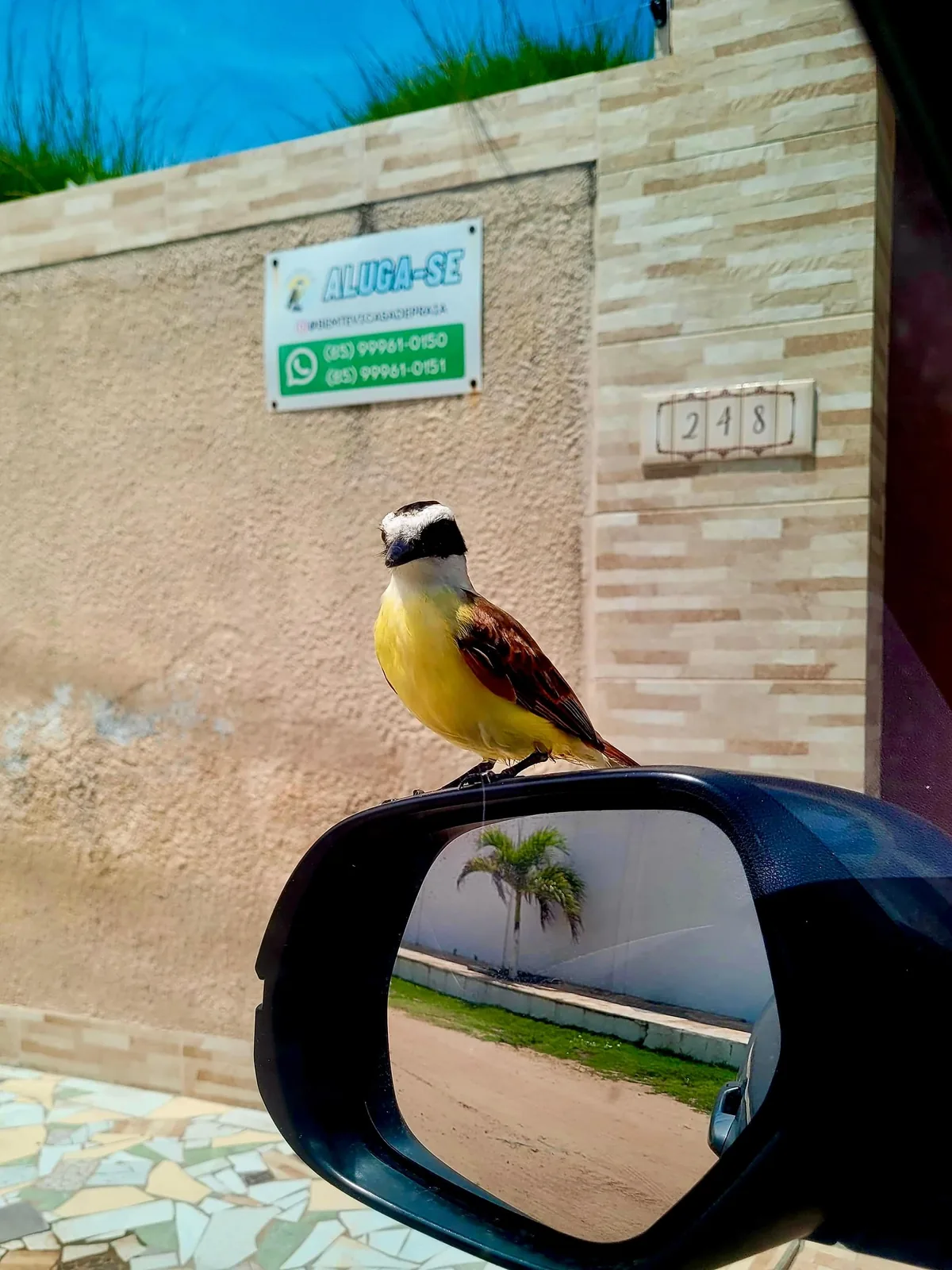 Um bem-te-vi pousado no retrovisor de um carro, na frente do muro da Casa Bem-te-vi